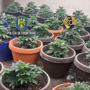 Culturi in-door de canabis descoperite de polițiștii de frontieră. O persoană arestată și una sub control judiciar