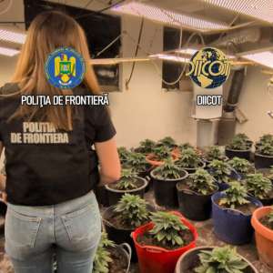 Culturi in-door de canabis descoperite de polițiștii de frontieră. O persoană arestată și una sub control judiciar