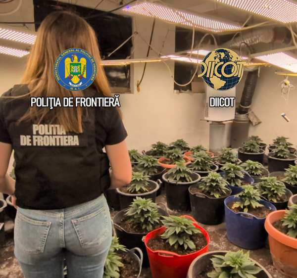 Culturi in-door de canabis descoperite de polițiștii de frontieră. O persoană arestată și una sub control judiciar
