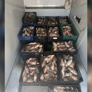 Aproximativ 800 de kg de pește capturat ilegal, descoperit de către polițiștii de frontieră constănțeni