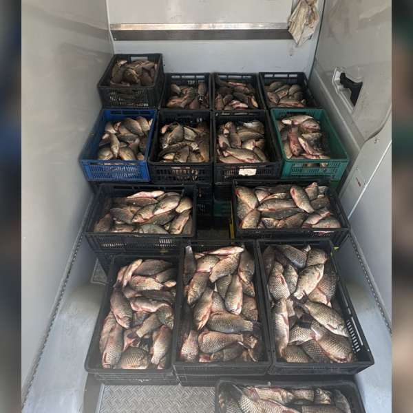 Polițiștii de frontieră constănțeni au descoperit aproximativ 800 kg de pește capturat ilegal