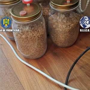 Trei persoane cercetate pentru trafic de droguri de mare risc, în urma unei acțiuni comune a polițiștilor de frontieră și procurorilor DIICOT
