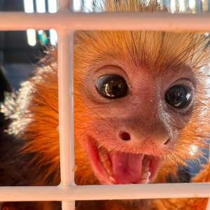 Patru primate transportate fără documente legale, descoperite la frontiera PTF Moravița