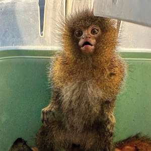 Patru primate transportate fără documente legale, descoperite la frontiera PTF Moravița