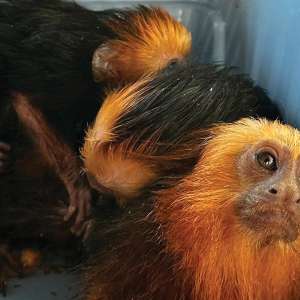 Patru primate transportate fără documente legale, descoperite la frontiera PTF Moravița