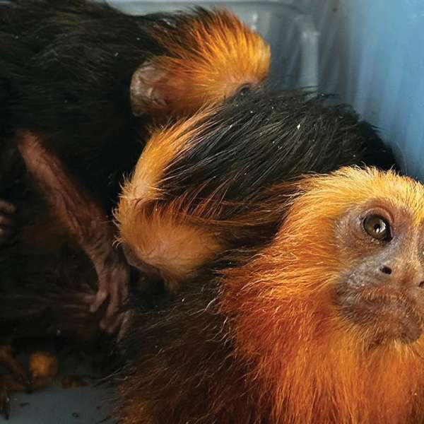 Patru primate transportate fără documente legale, descoperite la frontiera PTF Moravița