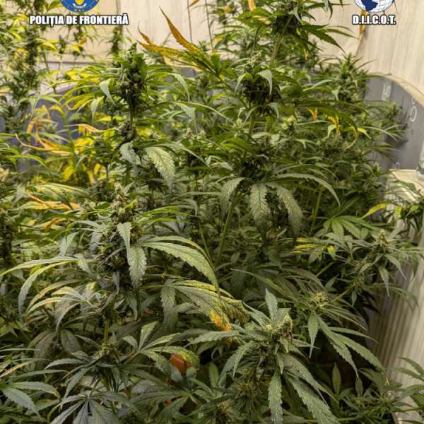 Grupare specializată &icirc;n cultivarea și comercializarea canabisului, destructurată de polițiștii de frontieră și procurorii DIICOT