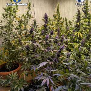 Grupare specializată în cultivarea și comercializarea canabisului, destructurată de polițiștii de frontieră și procurorii DIICOT