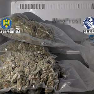 Grupare specializată în cultivarea și comercializarea canabisului, destructurată de polițiștii de frontieră și procurorii DIICOT