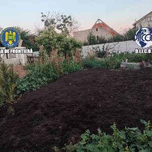Grupare specializată în cultivarea și comercializarea canabisului, destructurată de polițiștii de frontieră și procurorii DIICOT