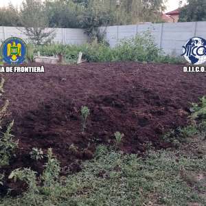 Grupare specializată în cultivarea și comercializarea canabisului, destructurată de polițiștii de frontieră și procurorii DIICOT