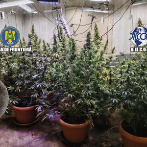 Grupare specializată în cultivarea și comercializarea canabisului, destructurată de polițiștii de frontieră și procurorii DIICOT