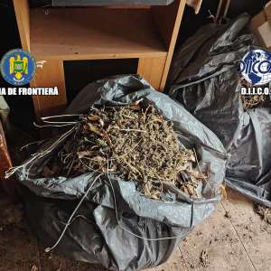 Grupare specializată în cultivarea și comercializarea canabisului, destructurată de polițiștii de frontieră și procurorii DIICOT