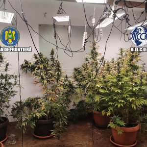 Grupare specializată în cultivarea și comercializarea canabisului, destructurată de polițiștii de frontieră și procurorii DIICOT