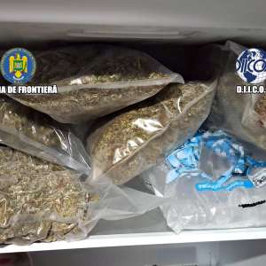 Grupare specializată în cultivarea și comercializarea canabisului, destructurată de polițiștii de frontieră și procurorii DIICOT