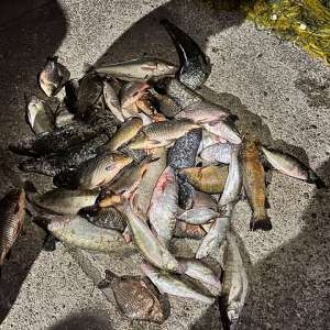 Peste 70 de kilograme de pește și aproximativ 320 de metri de plase de pescuit, ridicate de polițiștii de frontieră în urma unor acțiuni pentru combaterea braconajului piscicol