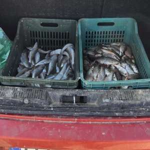 Peste 70 de kilograme de pește și aproximativ 320 de metri de plase de pescuit, ridicate de polițiștii de frontieră în urma unor acțiuni pentru combaterea braconajului piscicol
